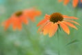 Orange Coneflower Echinacea Artisan Soft Orange, close-up of flowers Royalty Free Stock Photo